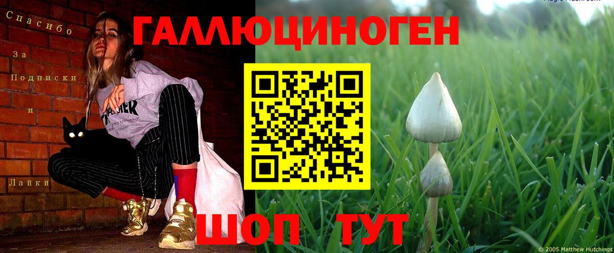 Псилоцибиновые грибы Psilocybine cubensis Магнитогорск